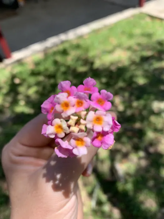 Lindale Mobile Home Park Picture 8