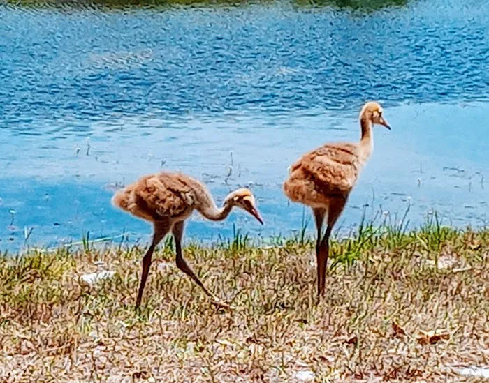 Salt Springs Village Picture 4