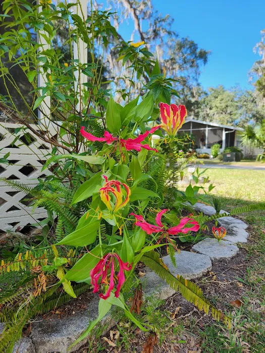 Salt Springs Village Picture 7