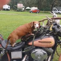 Gatorland Rv Park ico