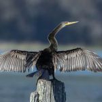 Lake Rousseau RV Resort