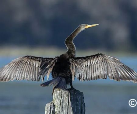 Lake Rousseau RV Resort