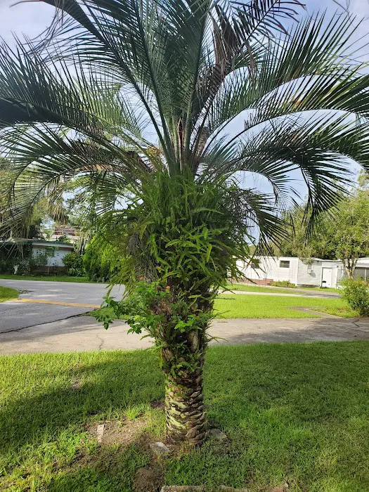 Live Oaks Mobile-Home Park Picture 9