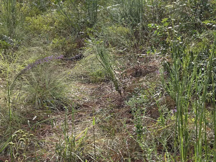 Ocala National Forest RV Park on Sunrise Lake Picture 2