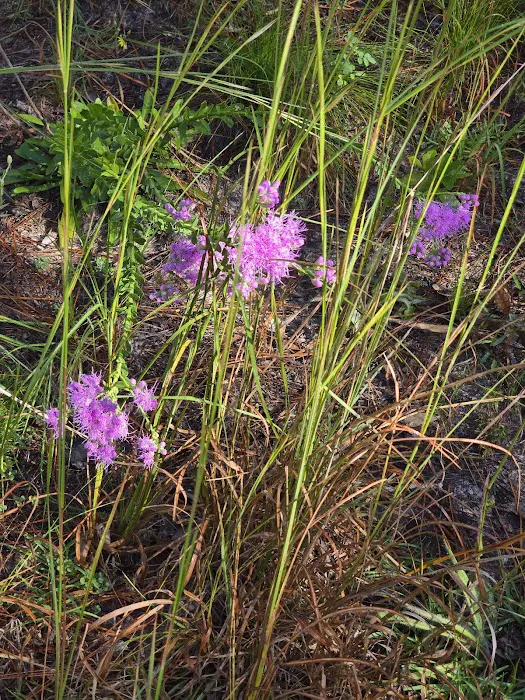 Ocala National Forest RV Park on Sunrise Lake Picture 1