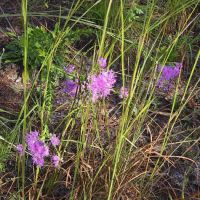 Ocala National Forest RV Park on Sunrise Lake ico