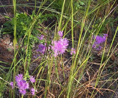 Ocala National Forest RV Park on Sunrise Lake