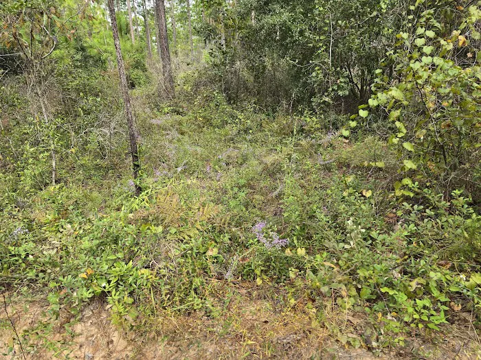 Ocala National Forest RV Park on Sunrise Lake Picture 8