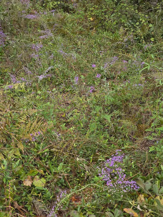 Ocala National Forest RV Park on Sunrise Lake Picture 9