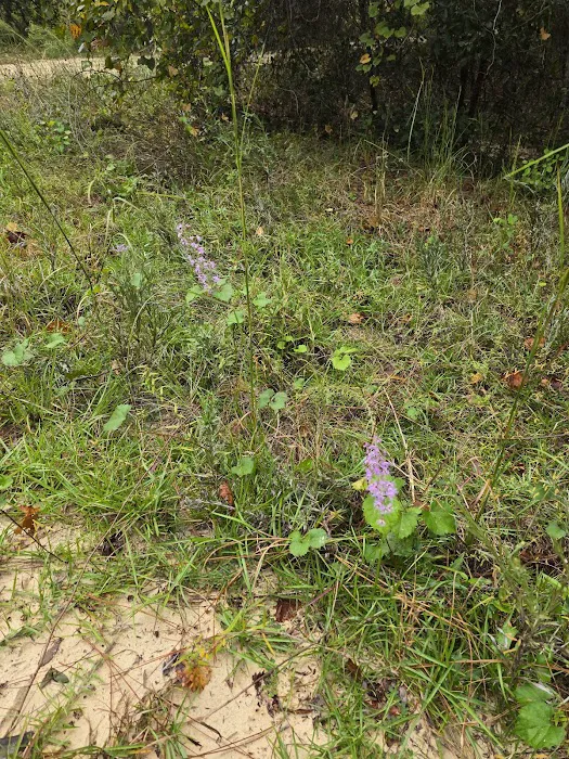 Ocala National Forest RV Park on Sunrise Lake Picture 5