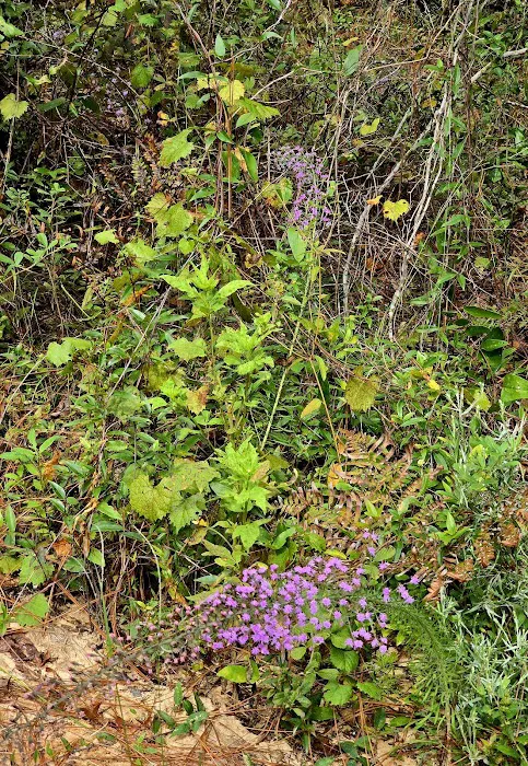 Ocala National Forest RV Park on Sunrise Lake Picture 10