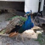 Frog Hollow Mobile Home & RV Court