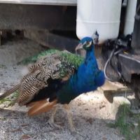 Frog Hollow Mobile Home & RV Court ico