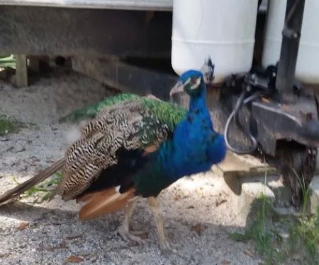 Frog Hollow Mobile Home & RV Court