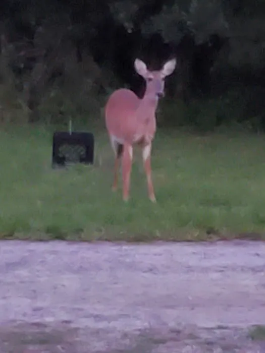 Green Acres RV Park Picture 10