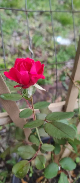 Belleview Hills Picture 4