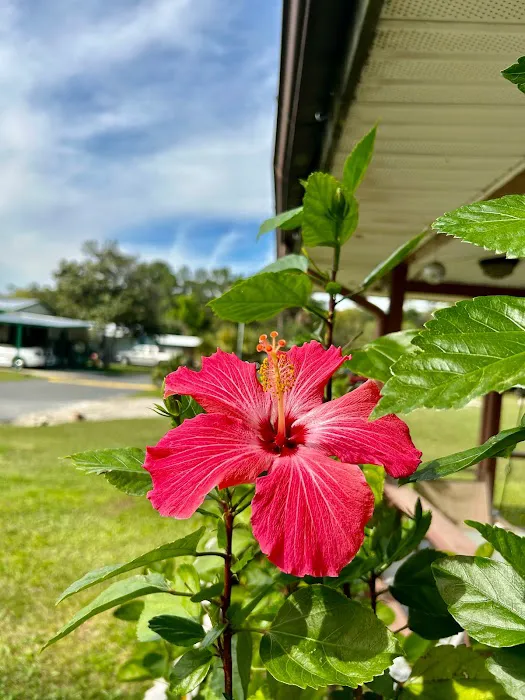 Southern Sun RV & Mobile Home Park Picture 6