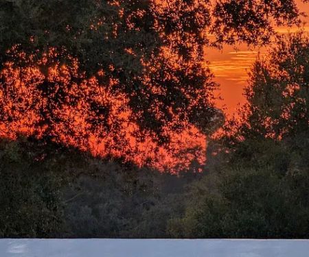 The Village Of Orange Blossom Gardens