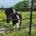 Saline Creek RV Park & Campground