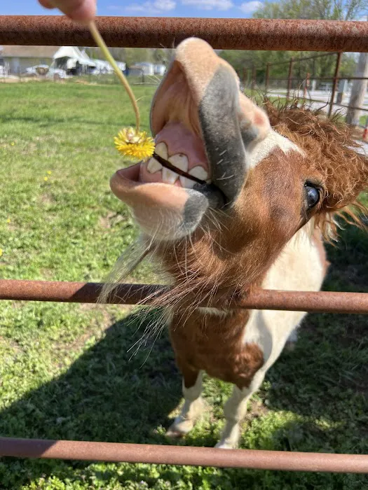 Saline Creek RV Park & Campground Picture 8