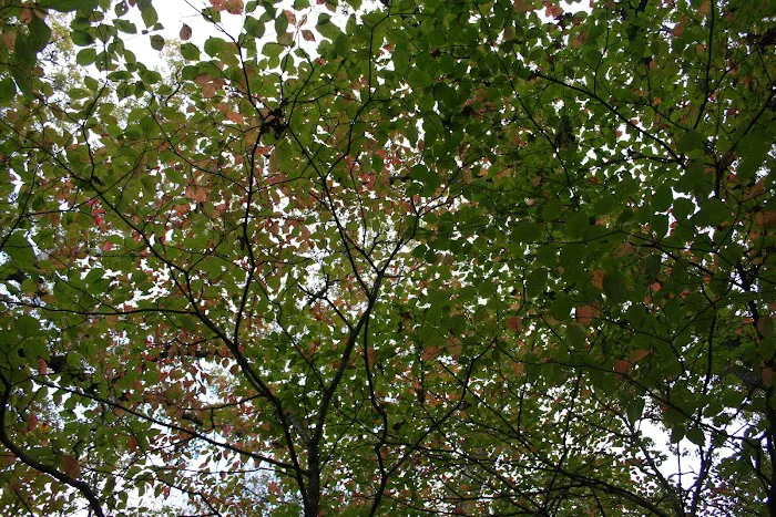 Rock Town RV Campsite Picture 3