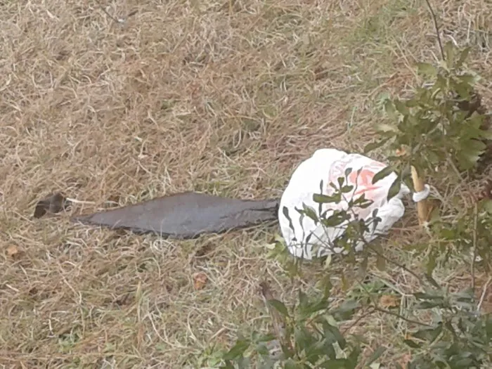 Chassa Oaks RV Resort Picture 5