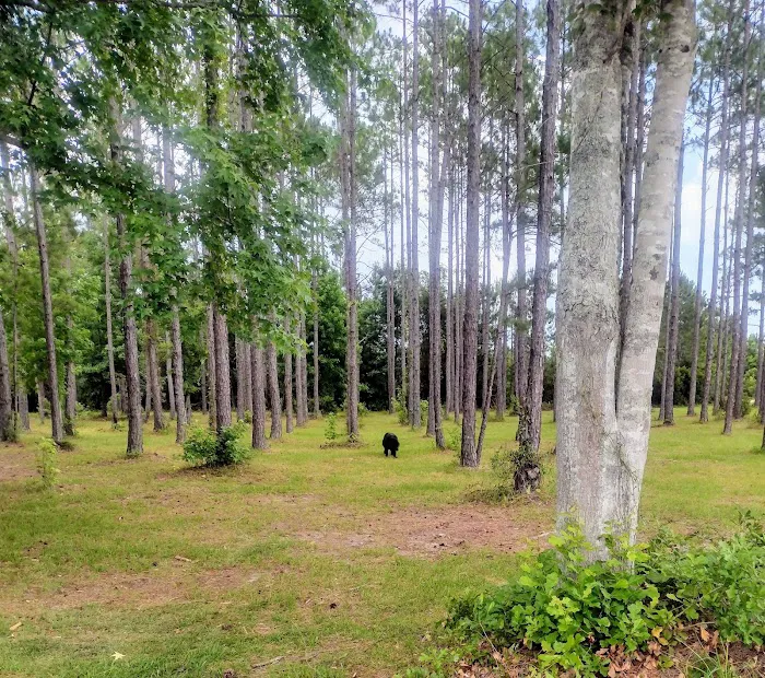 Horne Lake RV Resort Picture 6