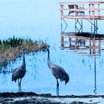 Palm Shores Mobile Home & RV