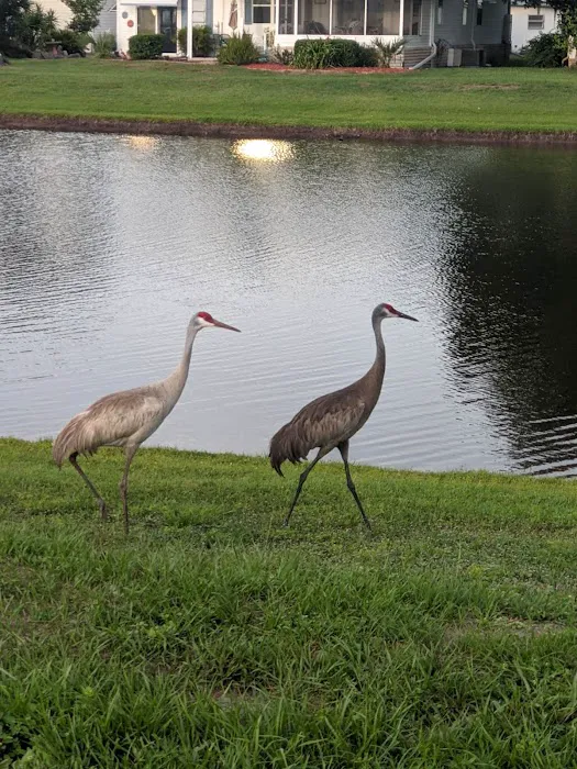 Mid Florida Lakes Picture 3