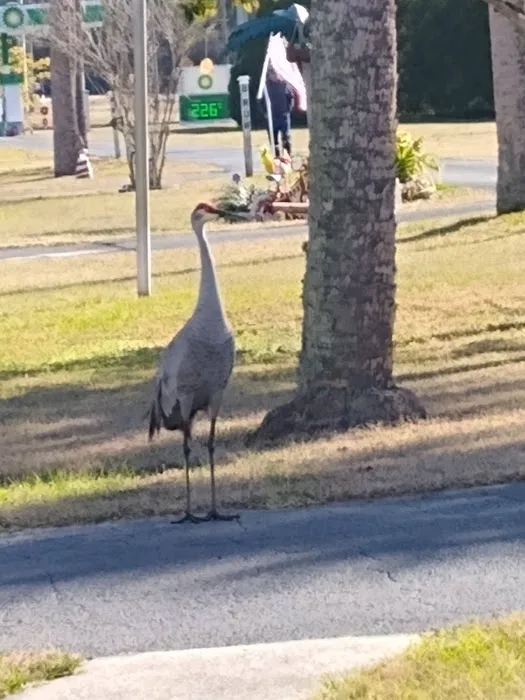 Midway Manor RV Park(55+) Picture 4