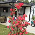 Midway Manor RV Park(55+)