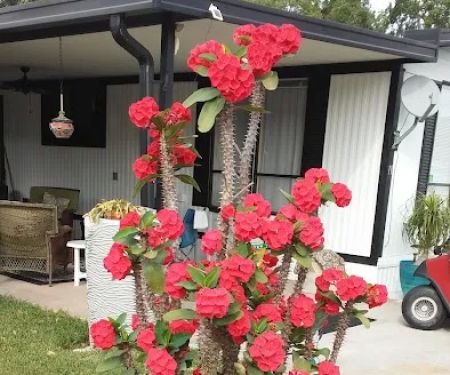 Midway Manor RV Park(55+)