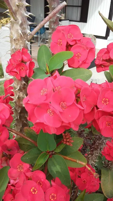 Midway Manor RV Park(55+) Picture 5