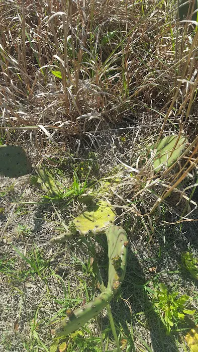 Fort Cooper Mobile Home Comm Picture 8