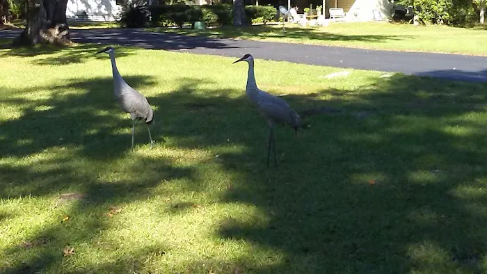 Bedrock Singing Forest Picture 4