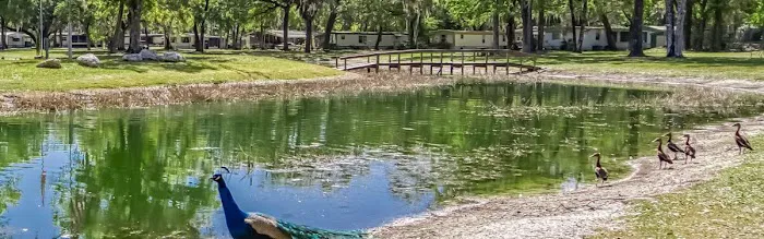 Bedrock Singing Forest Picture 7