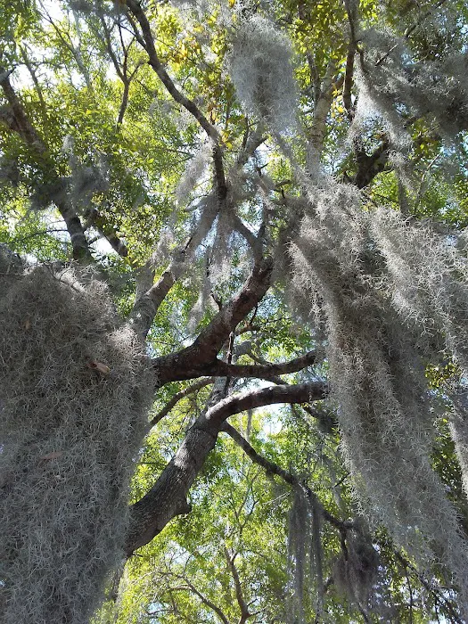 Okefenokee RV Park Picture 8