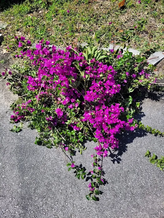 Shangri'la Mobile Village Picture 8