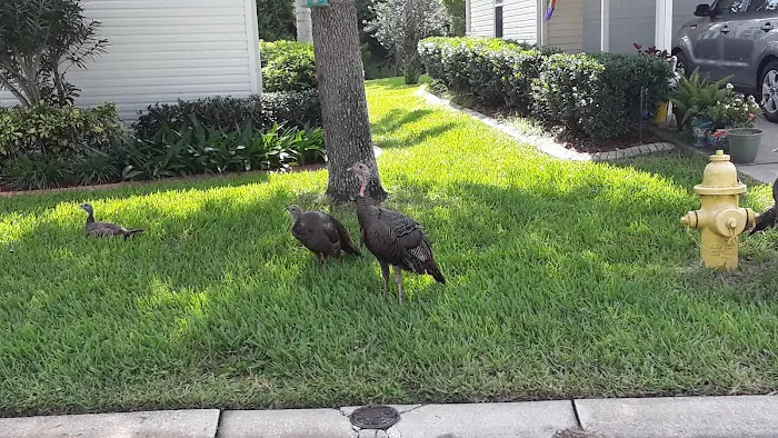 Aberdeen At Ormond Beach 55+ Lifestyle Community Picture 9