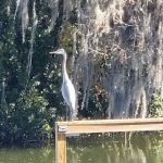 Footloose RV Resort - 55+ RV Park