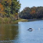 Haines Creek RV Village (55+)