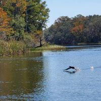 Haines Creek RV Village (55+) ico