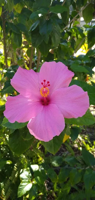 Haines Creek RV Village (55+) Picture 6