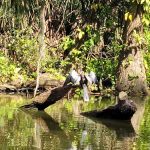 Tiki Village Mobile Park