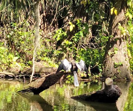 Tiki Village Mobile Park