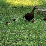 Three Seasons Mobile Home Park