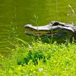 Lakeside Mobile Manor