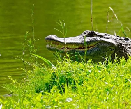 Lakeside Mobile Manor