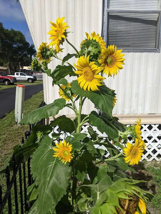Iowa Mobile Home Community Picture 4