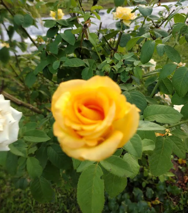 Magnolia Estates of Central Picture 1